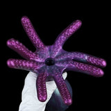Abyssal Kraken Stroker – Eldritch Tentacle Masturbation Cup with Hypnotic Gaze